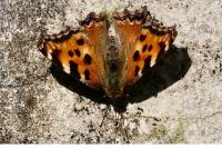 Nymphalis polychloros
