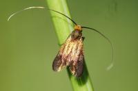 Cauchas rufifrontella