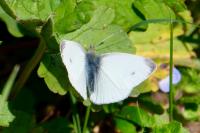 Pieris rapae