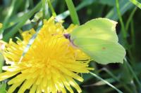 Gonepteryx rhamni