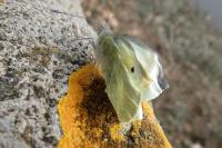 Pieris