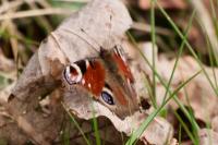 Aglais io