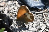 Coenonympha arcania