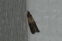 Plodia interpunctella