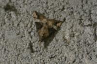 Hypena obsitalis