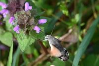 Macroglossum stellatarum