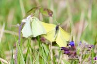 Gonepteryx rhamni