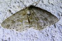 Ectropis crepuscularia