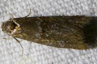 Tortricodes alternella