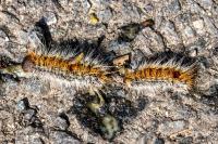 Thaumetopoea pityocampa