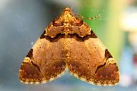 Anticlea derivata
