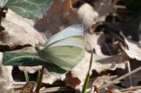 Pieris rapae
