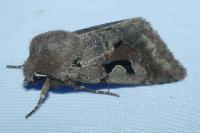 Orthosia gothica