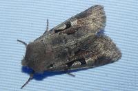 Orthosia gothica