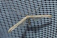 Emmelina argoteles/monodactyla