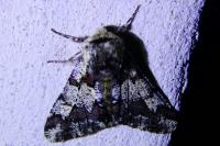 Biston strataria