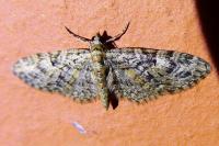 Eupithecia dodoneata