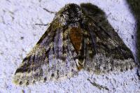 Lycia hirtaria