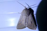 Orthosia gracilis