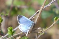 Celastrina argiolus