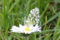 Anthocharis cardamines