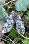 Biston strataria