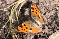 Nymphalis polychloros