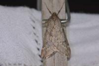 Alsophila aescularia