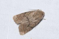 Orthosia gracilis