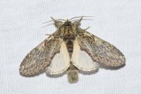 Peridea anceps