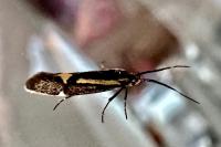 Esperia sulphurella