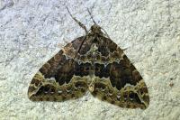 Lampropteryx suffumata