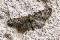 Eupithecia dodoneata
