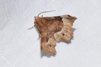 Selenia tetralunaria