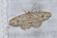 Ectropis crepuscularia