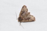 Conistra erythrocephala