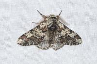 Biston strataria