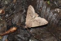 Orthosia cerasi