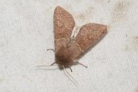 Orthosia miniosa