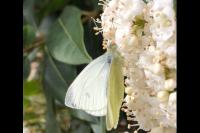 Pieris rapae