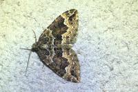 Lampropteryx suffumata