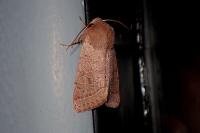 Orthosia cerasi
