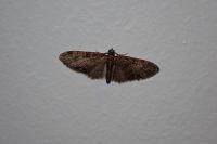 Eupithecia abbreviata