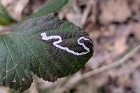 Stigmella aurella