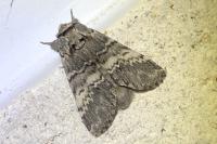 Drymonia ruficornis