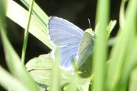 Celastrina argiolus