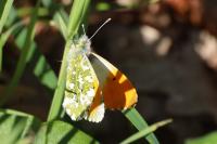 Anthocharis cardamines
