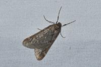 Alsophila aescularia