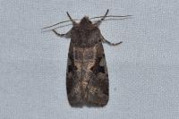Orthosia gothica