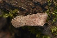 Orthosia cruda